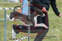 Topaz---OC Agility - AB/NWT Regional Championships---June 09, 2013                                <p>PLEASE CLICK THE PRICE BOX BELOW TO DISPLAY MORE PRICE OPTIONS.</p>
