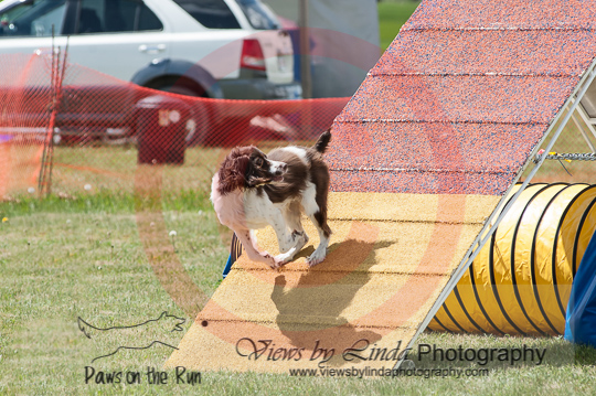 Vite---OC Agility - AB/NWT Regional Championships---June 08, 2013                                <p>PLEASE CLICK THE PRICE BOX BELOW TO DISPLAY MORE PRICE OPTIONS.</p>