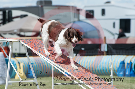 Vite---OC Agility - AB/NWT Regional Championships---June 08, 2013                                <p>PLEASE CLICK THE PRICE BOX BELOW TO DISPLAY MORE PRICE OPTIONS.</p>