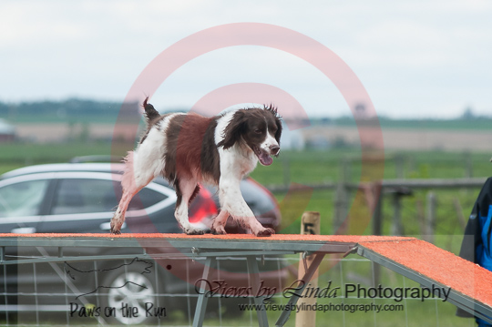 Vite---OC Agility - AB/NWT Regional Championships---June 09, 2013                                <p>PLEASE CLICK THE PRICE BOX BELOW TO DISPLAY MORE PRICE OPTIONS.</p>