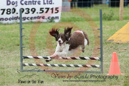 Vite---OC Agility - AB/NWT Regional Championships---June 09, 2013                                <p>PLEASE CLICK THE PRICE BOX BELOW TO DISPLAY MORE PRICE OPTIONS.</p>