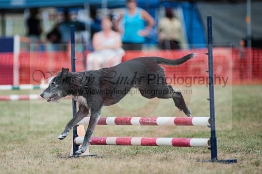 Bentley---Huckleberry Hounds AAC Trials - Kelowna---August 24, 2013                                <p>PLEASE CLICK THE PRICE BOX BELOW TO DISPLAY MORE PRICE OPTIONS.</p>