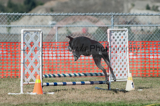 Bentley---Huckleberry Hounds AAC Trials - Kelowna---August 25, 2013                                <p>PLEASE CLICK THE PRICE BOX BELOW TO DISPLAY MORE PRICE OPTIONS.</p>