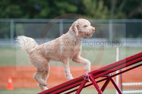 Chipper---Huckleberry Hounds AAC Trials - Kelowna---August 24, 2013                                <p>PLEASE CLICK THE PRICE BOX BELOW TO DISPLAY MORE PRICE OPTIONS.</p>