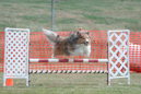 Dylan---Huckleberry Hounds AAC Trials - Kelowna---August 24, 2013                                <p>PLEASE CLICK THE PRICE BOX BELOW TO DISPLAY MORE PRICE OPTIONS.</p>