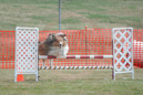 Dylan---Huckleberry Hounds AAC Trials - Kelowna---August 24, 2013                                <p>PLEASE CLICK THE PRICE BOX BELOW TO DISPLAY MORE PRICE OPTIONS.</p>
