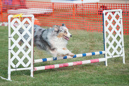 Mig---Huckleberry Hounds AAC Trials - Kelowna---August 24, 2013                                <p>PLEASE CLICK THE PRICE BOX BELOW TO DISPLAY MORE PRICE OPTIONS.</p>