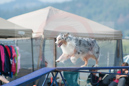 Mig---Huckleberry Hounds AAC Trials - Kelowna---August 24, 2013                                <p>PLEASE CLICK THE PRICE BOX BELOW TO DISPLAY MORE PRICE OPTIONS.</p>