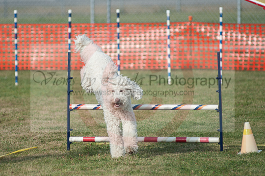 Opal---Huckleberry Hounds AAC Trials - Kelowna---August 24, 2013                                <p>PLEASE CLICK THE PRICE BOX BELOW TO DISPLAY MORE PRICE OPTIONS.</p>