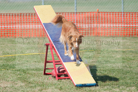 Sophie---Huckleberry Hounds AAC Trials - Kelowna---August 24, 2013                                <p>PLEASE CLICK THE PRICE BOX BELOW TO DISPLAY MORE PRICE OPTIONS.</p>