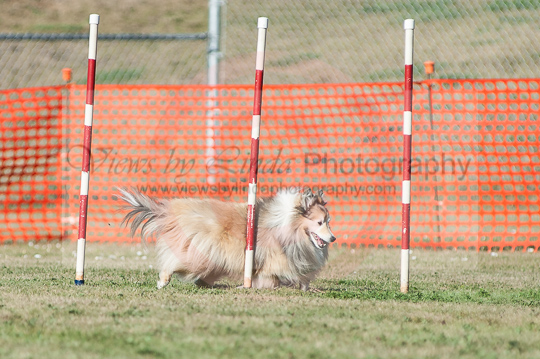 Tia---Huckleberry Hounds AAC Trials - Kelowna---August 24, 2013                                <p>PLEASE CLICK THE PRICE BOX BELOW TO DISPLAY MORE PRICE OPTIONS.</p>