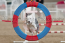 Denim---Whippet Club of BC - CKC Agility Trial - Kelowna---April 13, 2013                                <p>PLEASE CLICK THE PRICE BOX BELOW TO DISPLAY MORE PRICE OPTIONS.</p>