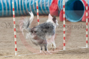 Denim---Whippet Club of BC - CKC Agility Trial - Kelowna---April 13, 2013                                <p>PLEASE CLICK THE PRICE BOX BELOW TO DISPLAY MORE PRICE OPTIONS.</p>