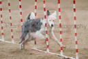 Denim---Whippet Club of BC - CKC Agility Trial - Kelowna---April 14, 2013                                <p>PLEASE CLICK THE PRICE BOX BELOW TO DISPLAY MORE PRICE OPTIONS.</p>