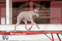 Megan---Whippet Club of BC - CKC Agility Trial - Kelowna---April 13, 2013                                <p>PLEASE CLICK THE PRICE BOX BELOW TO DISPLAY MORE PRICE OPTIONS.</p>