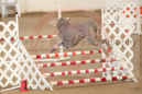 Megan---Whippet Club of BC - CKC Agility Trial - Kelowna---April 13, 2013                                <p>PLEASE CLICK THE PRICE BOX BELOW TO DISPLAY MORE PRICE OPTIONS.</p>