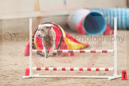 Megan---Whippet Club of BC - CKC Agility Trial - Kelowna---April 14, 2013                                <p>PLEASE CLICK THE PRICE BOX BELOW TO DISPLAY MORE PRICE OPTIONS.</p>