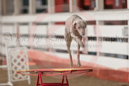 Megan---Whippet Club of BC - CKC Agility Trial - Kelowna---April 14, 2013                                <p>PLEASE CLICK THE PRICE BOX BELOW TO DISPLAY MORE PRICE OPTIONS.</p>