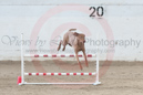 Zaioa---Whippet Club of BC - CKC Agility Trial - Kelowna---April 14, 2013                                <p>PLEASE CLICK THE PRICE BOX BELOW TO DISPLAY MORE PRICE OPTIONS.</p>