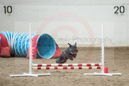 Jetta---Whippet Club of BC - CKC Agility Trial - Kelowna---October 05, 2013                                <p>PLEASE CLICK THE PRICE BOX BELOW TO DISPLAY MORE PRICE OPTIONS.</p>