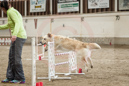 Touk---Whippet Club of BC - CKC Agility Trial - Kelowna---October 05, 2013                                <p>PLEASE CLICK THE PRICE BOX BELOW TO DISPLAY MORE PRICE OPTIONS.</p>
