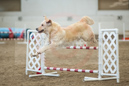 Touk---Whippet Club of BC - CKC Agility Trial - Kelowna---October 05, 2013                                <p>PLEASE CLICK THE PRICE BOX BELOW TO DISPLAY MORE PRICE OPTIONS.</p>