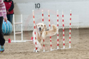 Touk---Whippet Club of BC - CKC Agility Trial - Kelowna---October 06, 2013                                <p>PLEASE CLICK THE PRICE BOX BELOW TO DISPLAY MORE PRICE OPTIONS.</p>