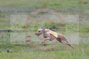 ---Whippet Club of BC - CKC Lure Coursing Trials - Lavington---September 28, 2013                                <p>PLEASE CLICK THE PRICE BOX BELOW TO DISPLAY MORE PRICE OPTIONS.</p>