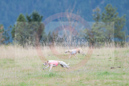---Whippet Club of BC - CKC Lure Coursing Trials - Lavington---September 28, 2013                                <p>PLEASE CLICK THE PRICE BOX BELOW TO DISPLAY MORE PRICE OPTIONS.</p>